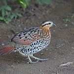 Mountain Bamboo Partridge / Bambusicola fytchii