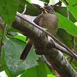 Желтоусый бюльбюль / Eurillas latirostris