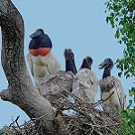 Ябиру / Jabiru mycteria