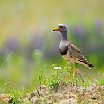 Grey-headed Lapwing / Vanellus cinereus