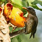 Sao Tome Thrush / Turdus olivaceofuscus