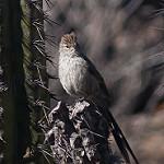 Streak-backed Tit-Spinetail / Leptasthenura striata