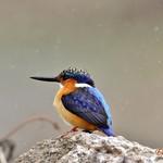 Черноклювый зимородок / Corythornis vintsioides