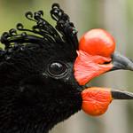 Wattled Curassow / Crax globulosa