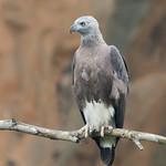 Grey-headed Fish Eagle / Icthyophaga ichthyaetus