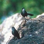 White-throated Grasswren / Amytornis woodwardi