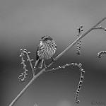 Длиннохвостый качудито / Uromyias agilis