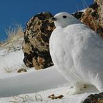White-tailed Ptarmigan / Lagopus leucura
