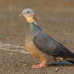 Ashy Wood Pigeon / Columba pulchricollis