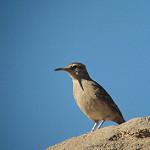 Thick-billed Miner / Geositta crassirostris