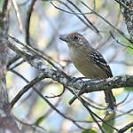 Sooretama Slaty Antshrike / Thamnophilus ambiguus