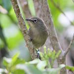 Сейшельская белоглазка / Zosterops modestus