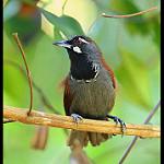 Black-throated Babbler / Stachyris nigricollis