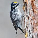 Американский трёхпалый дятел / Picoides dorsalis