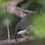 Ошейниковый апалис / Apalis thoracica