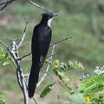 Пегий воронец / Coracina bicolor
