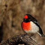 Red-capped Robin / Petroica goodenovii