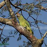 Red-tailed Amazon / Amazona brasiliensis