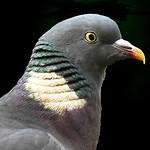 Вяхирь / Columba palumbus