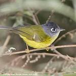 Grey-cheeked Warbler / Phylloscopus poliogenys