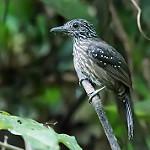 Black-hooded Antshrike / Thamnophilus bridgesi