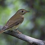 Негросская гилейница / Vauriella albigularis