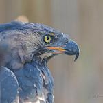 Венценосный орёл / Stephanoaetus coronatus