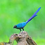 Длиннохвостый спрео / Lamprotornis caudatus