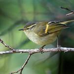 Buff-barred Warbler / Phylloscopus pulcher