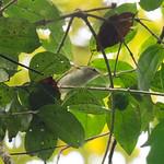 Philippine Leaf Warbler / Phylloscopus olivaceus