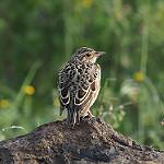 Somali Short-toed Lark / Alaudala somalica