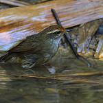 Chestnut-crowned Bush Warbler / Cettia major