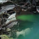 Чернохвостый тенелюб / Sclerurus caudacutus