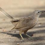 Аравийская дроздовка / Argya squamiceps