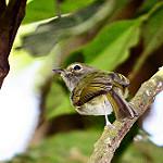 Бамбуковый тоди-тиранн / Hemitriccus diops