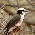 Белобрюхий сорокопут / Eurocephalus ruppelli