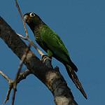 Коричневохвотсая которра / Pyrrhura melanura