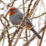 Tucuman Mountain Finch / Poospiza baeri