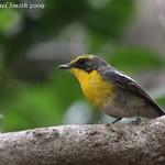 Ficedula owstoni