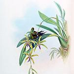 Letitia's Thorntail / Discosura letitiae