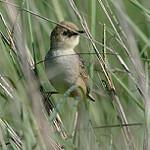 Светлоголовая цистикола / Cisticola cinnamomeus