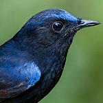 White-tailed Robin / Myiomela leucura