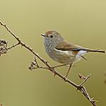 Tasmanian Thornbill / Acanthiza ewingii