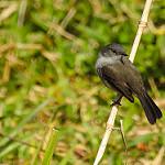 Тёмный пиохито / Serpophaga nigricans