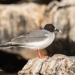 Swallow-tailed Gull / Creagrus furcatus