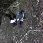 Nepal House Martin / Delichon nipalense