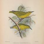 Большая амакихи / Viridonia sagittirostris