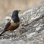 White-backed Thrush / Turdus kessleri