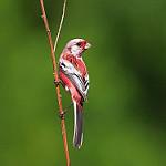 Урагус / Carpodacus sibiricus