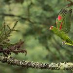 Роскошный амазон / Amazona pretrei